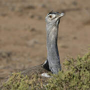 Kori Bustard