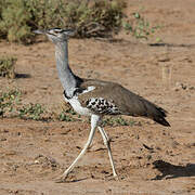 Kori Bustard