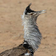 Kori Bustard