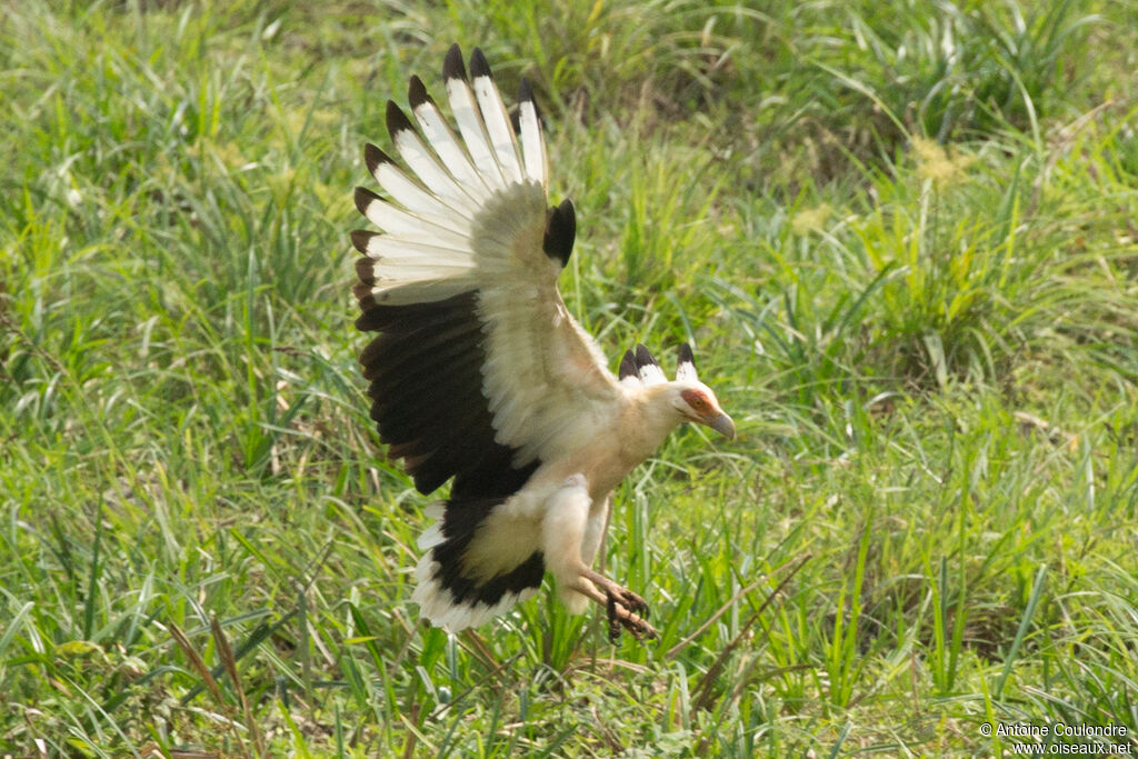 Palm-nut Vulture