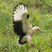 Palm-nut Vulture