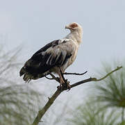 Palm-nut Vulture