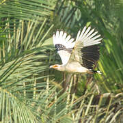 Palm-nut Vulture