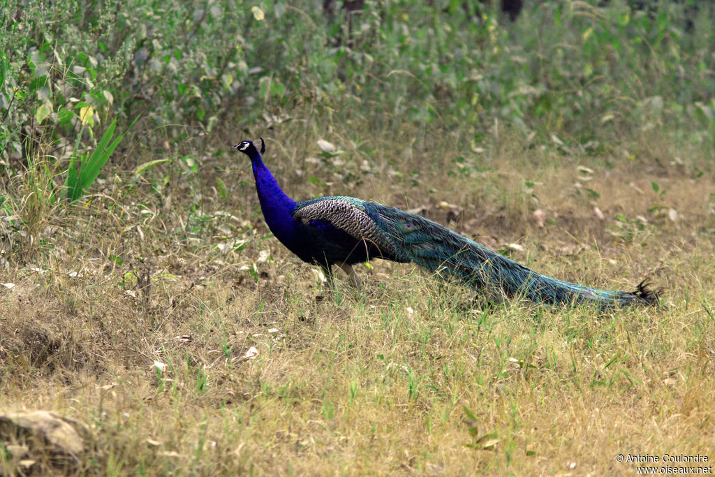 Indian Peafowl male adult
