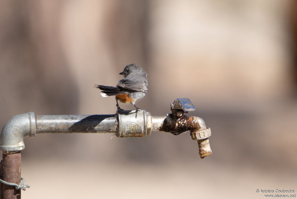 Chestnut-vented Warbleradult, fishing/hunting