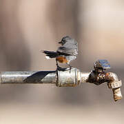 Chestnut-vented Warbler