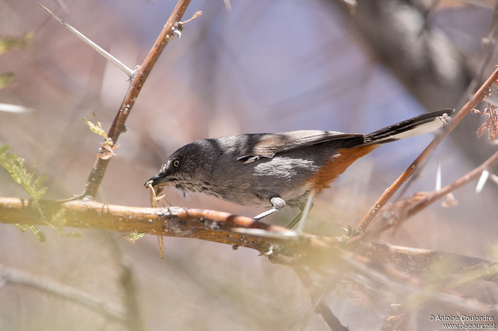 Chestnut-vented Warbleradult, fishing/hunting