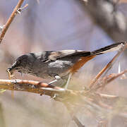 Chestnut-vented Warbler