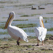 Great White Pelican