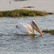 Great White Pelican