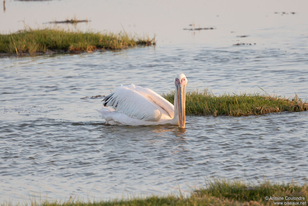 Great White Pelicanadult