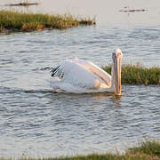 Great White Pelican