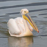 Pélican blanc