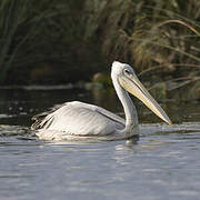 Pélican gris