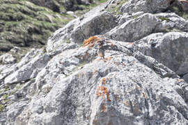 Rock Partridge