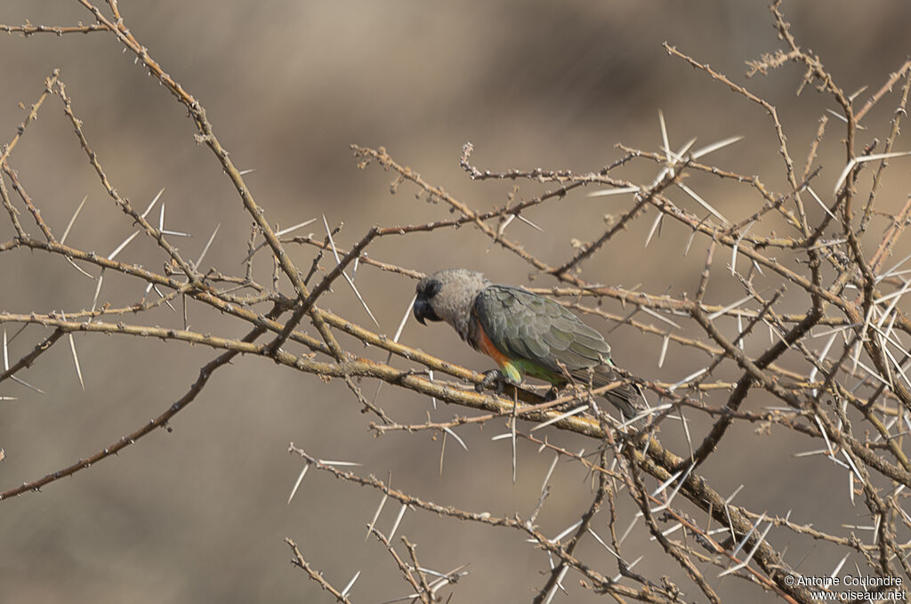 Red-bellied Parrot male adult breeding