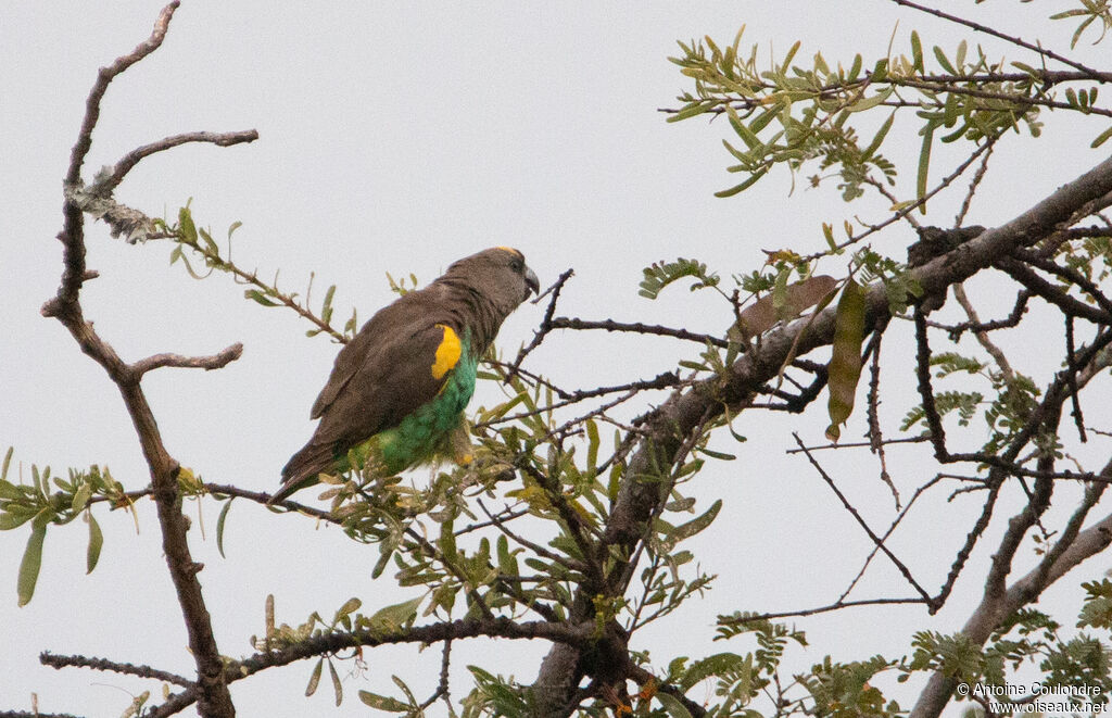 Meyer's Parrotadult