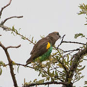 Meyer's Parrot