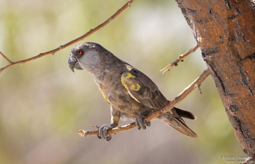 Rüppell's Parrot