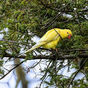 Rose-ringed Parakeet