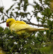 Rose-ringed Parakeet