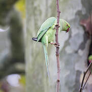 Rose-ringed Parakeet