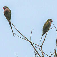 Perruche à moustaches