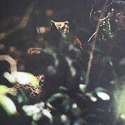Tropical Screech Owl
