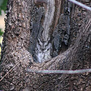 Pallid Scops Owl