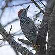 Pic cardinal