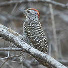 Pic cardinal