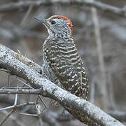 Pic cardinal