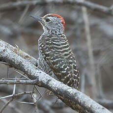 Pic cardinal