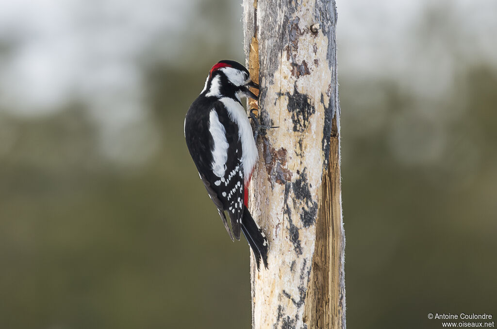 Great Spotted Woodpecker male adult breeding