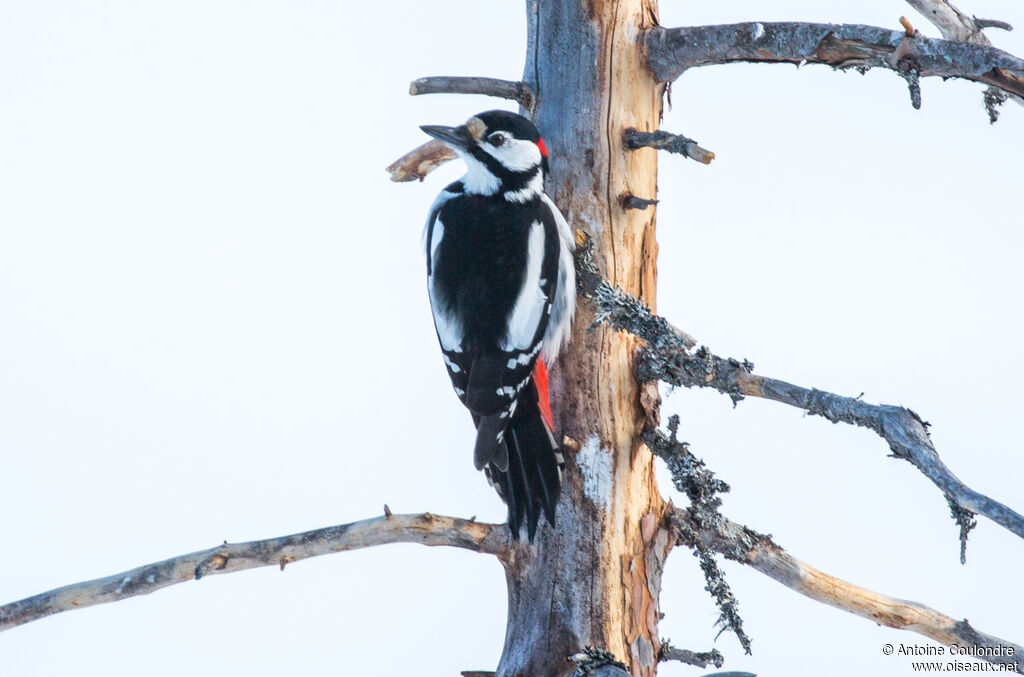 Great Spotted Woodpecker male adult breeding