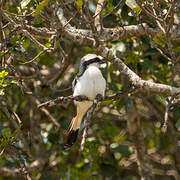 Grey-backed Fiscal