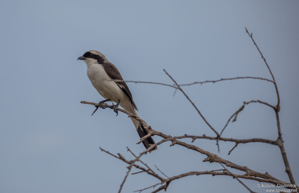 Grey-backed Fiscaladult