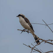 Grey-backed Fiscal