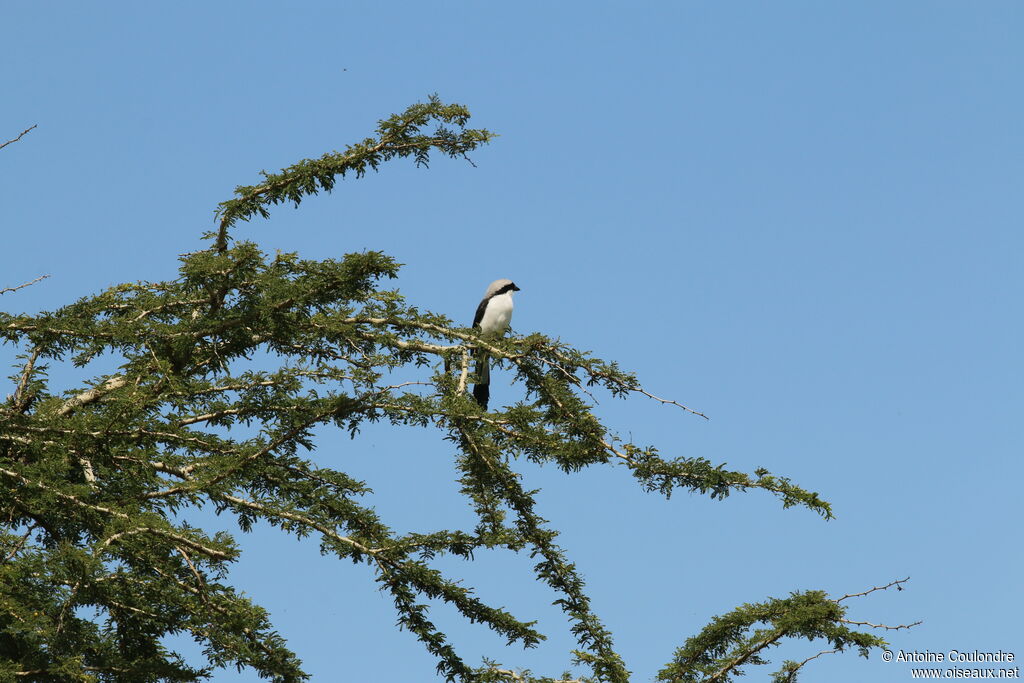 Grey-backed Fiscaladult