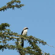 Grey-backed Fiscal