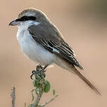 Pie-grièche du Turkestan