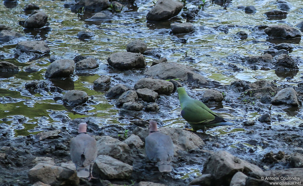 Pigeon à masque blancadulte, boit