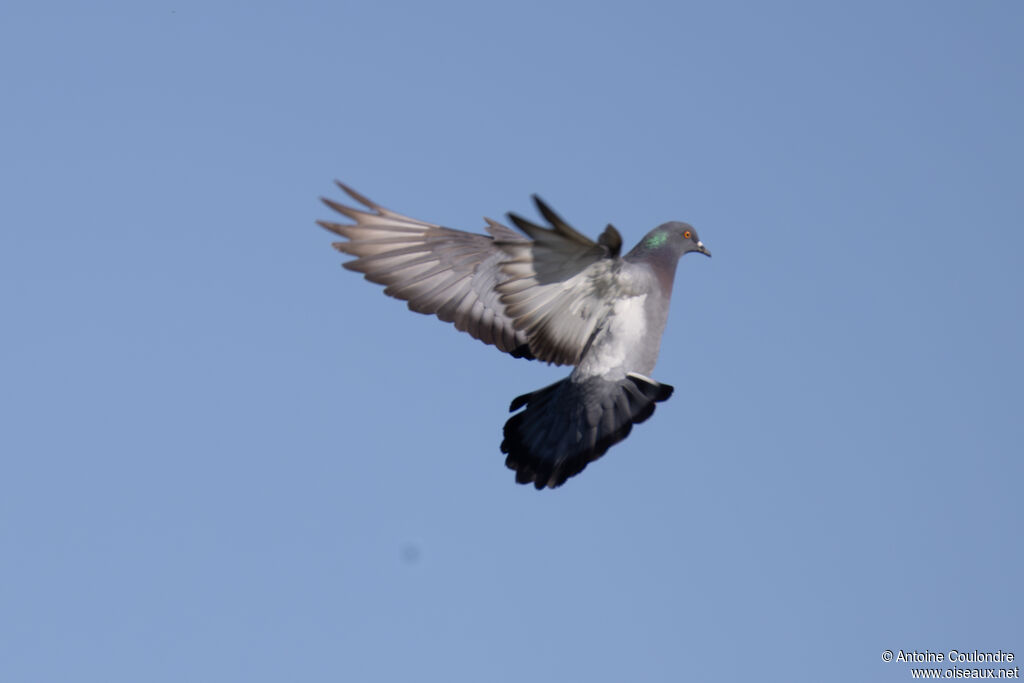 Rock Doveadult, Flight