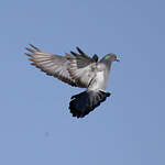 Pigeon biset