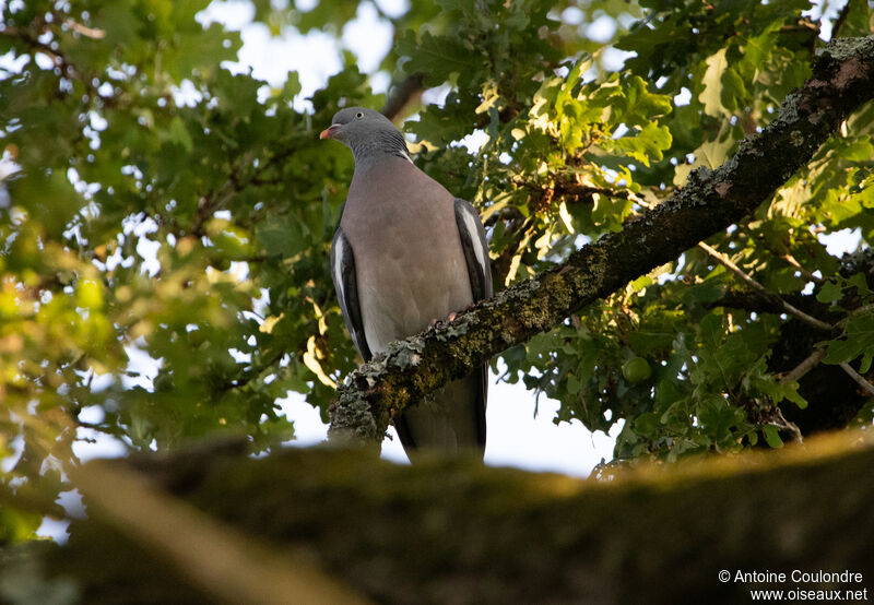 Pigeon ramieradulte