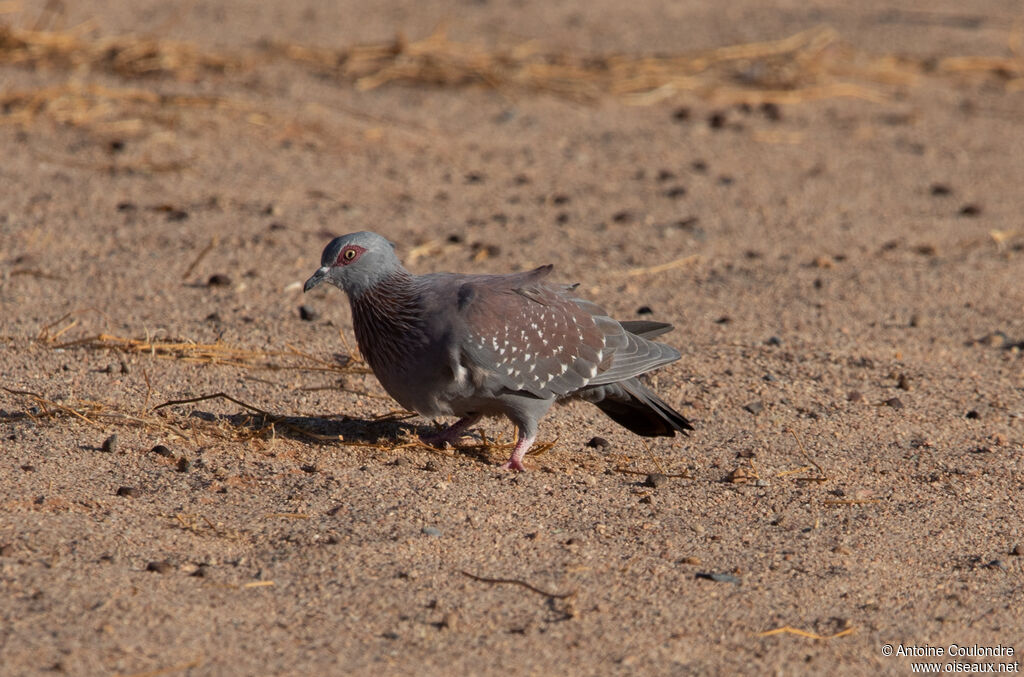 Pigeon roussardadulte, mange