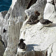 Razorbill
