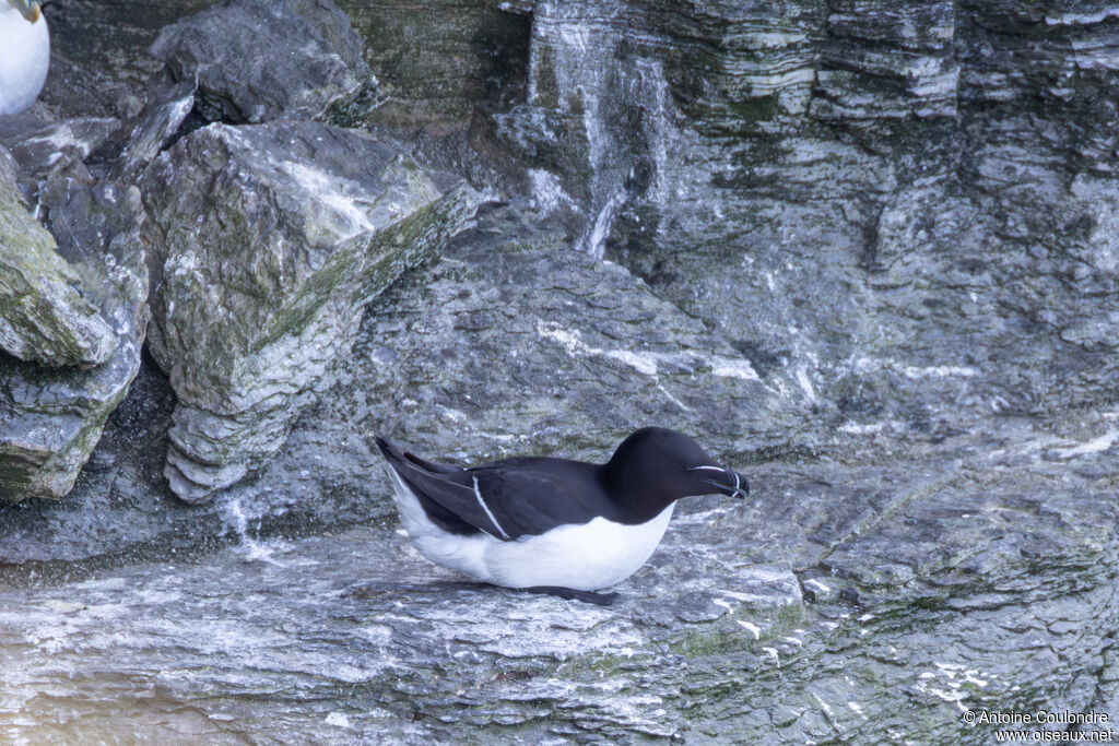 Pingouin torda