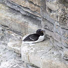 Pingouin torda
