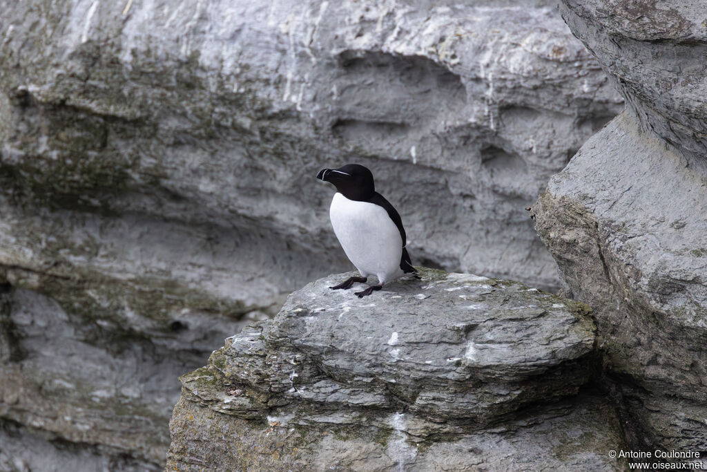 Pingouin torda